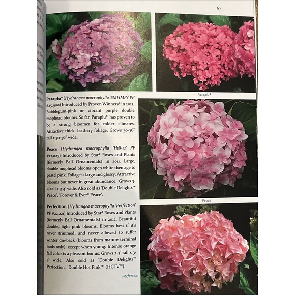 Todays Hydrangeas: A Buying Guide More - Paperback By Boebel, Tim - Excellent - Picture 2 of 3